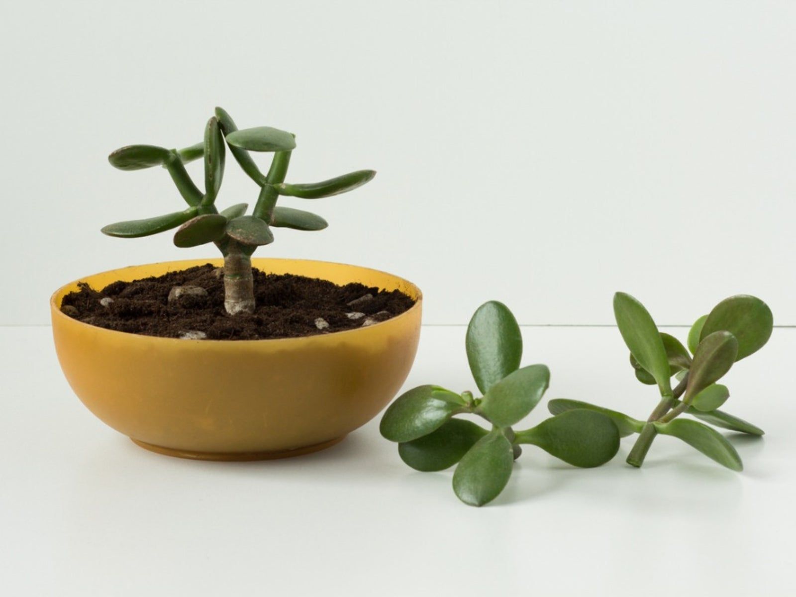 How to Propagate Jade Plants: Your Complete Guide