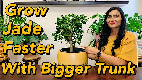 Jade Plant Propagation: Trunk, Stem, or Leaf? Compare Methods